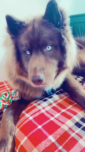 Meet the Famous Brown Husky on TikTok!