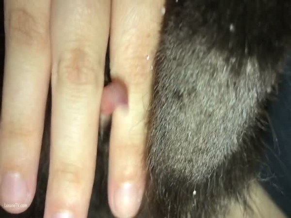 Pleasing A Cat