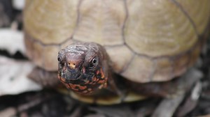 Smash can be seen at Plum Creek Nature Center at Goodenow Grove Nature Preserve. | Forest Preserve District of Will County