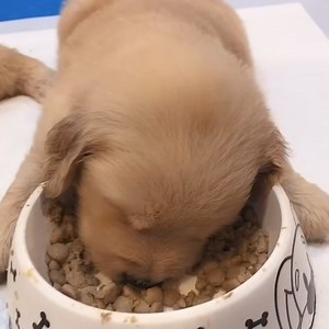 27K views · 990 reactions | They are absolutely out cold! | Pets Lab | Facebook