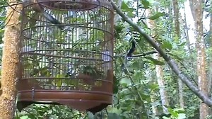 606K views · 2K shares | murai gantang tanpa sangkar.. Mana yg lebih menonjol dari semua segi?? Video : Frankie Leong | MURAI BATU INDONESIA | Facebook