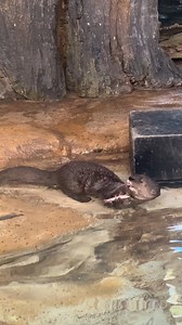 3.3K views · 181 reactions | Take a break with spotted-necked otter Harry enjoying lunchtime. | Zoo Boise | Facebook