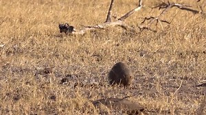 Banded Mongoose Digging Ground Africa Stock Footage Video (100% Royalty-free) 1041650767 | Shutterstock
