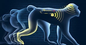 Paralyzed Monkeys Walk Again After Brain Implant