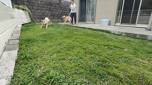 10K views · 330 reactions | トミーは、お水が大好き #トミー #tommy #facilitydog #ファシリティドッグ #shineonkids #シャインオンキッズ #workingdog #labradorretriever #動物介在活動 #動物介在療法 #animalassistedactivities #animalassistedtherapy #ラブラドールレトリーバー #ファシリティードッグ #ラブラドールレトリバーのいる暮らし | シャイン・オン！キッズ | Facebook