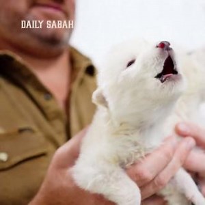 Three genetically engineered wolf pups, modeled after extinct dire wolves, are taking their first steps toward a controversial species revival project | DAILY SABAH