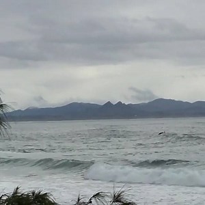 8.5K views · 514 reactions | Dolphins don't mind the wet weather in Byron Bay...  @byronbabes ・・・ Watching the locals  #byronbay #visitbyron | Byron Bay | Facebook