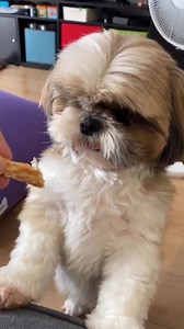 My child is so grumpy 😂 | My shih tzu