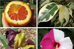 Mutation examples and how they happen