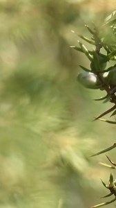 🫐 The Magic and Healing Power of Juniper Berries 🫐 Juniper berries, small but mighty, have been used for centuries in magical practices and natural healing. These powerful berries are a symbol of purification and protection, and their versatile health benefits make them an essential addition to your metaphysical and wellness routines. Magical Uses of Juniper Berries ✨ Purification and Cleansing: Juniper berries are known for their ability to cleanse negative energies. Burn them as incense or u