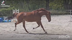 ⚡Headless en résumé 😍 : un cheval attachant avec plein de qualités ⚡ Hongre SF de 7 ans d'1m67 environ par Quartz Rouge Très gentil à finir de former. Modèle porteur. 17 tours (CC5 ans / F3 / Gp1m10) . Galop cadencé en équilibre. Très respectueux sur les barres. Top pour amateur. Plutôt froid à monter. 👩‍⚕️ Visite vétérinaire parfaite 12 clichés clinique décembre 2023 💰 Tarif 15k€ non assujetti à la TVA ☎️ Contact Haras des Hayes 06 82 74 32 47 | Haras des Hayes