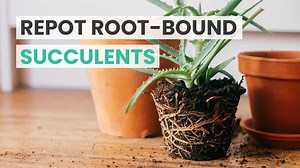 15K views · 521 reactions | How to repot a root-bound succulent  | Succulents Box | Facebook