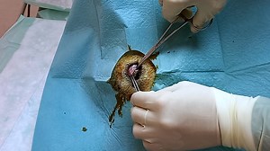 Intravitreal Injections in the Ovine Eye