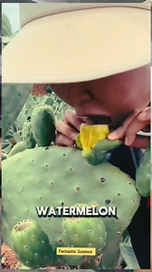 708K views · 10K reactions | Why Do Cactus Farms Even Exist ? #dailydose #FactsChallenge #sciencecommunication #scienceeducation #sciencenews #FactsMatter #supernova #linustechtips #scienceandfun #IFAS #starwalk #seeker #seekersofthecosmos | Factastic Science | Facebook