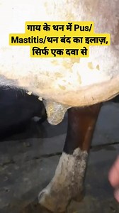 Pus in cow teats ! Chronic Mastitis in cattle ! symptoms! treatment Dr Ashwani Bassan YouTube channel link comment Box me #drashwanibassan #vetguruji #drumarkhan #veterinary #Veterinarian #viralfbreels #veterinarydoctor #virals #farming #viral | Vet Guruji