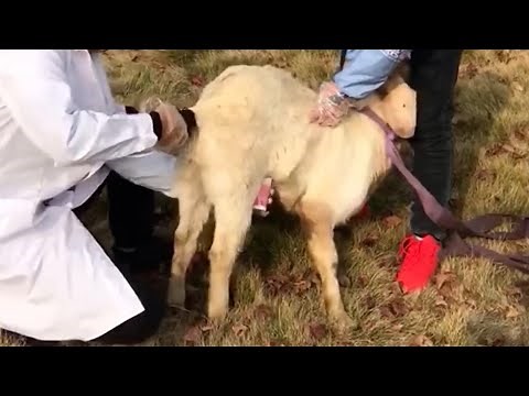 The Hidden Cruelty that Male Animals Are Forced to Endure