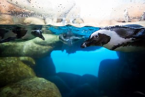 Live Penguin Cams