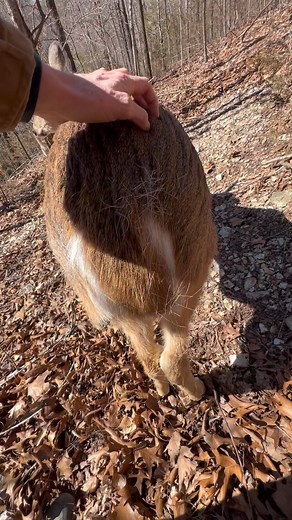 Winter coat is so last season, she is getting ready for her new summer coat😄💕🦌 #trails #hiking #Cats #Dogs #HikingWithCats #ASMR #Animals #GoldenRetrievers #HikingWithDogs #deer #Nature #thedodo #funny #asmrsounds #asmrfood | Brown Hiking Trails