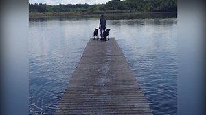 305K views · 2.7K reactions | These dogs (and a few cats) take fetch very seriously! | America's Funniest Home Videos | Facebook