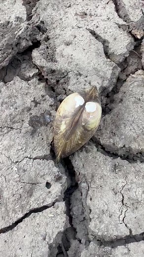 2.4K views | Finding pearls shell secret hole #shell #pearls | Khiev Srey Nith | Facebook