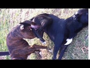 The canines full mating with females.The dogs life in reproductive season.Dogs enjoying mating life.