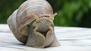 Snail, Shell, Nature, Mollusc
