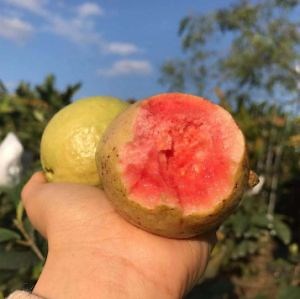 [Hot Item] 'watermelon' Guava Grafted Trees Psidium Guajave Seedlings