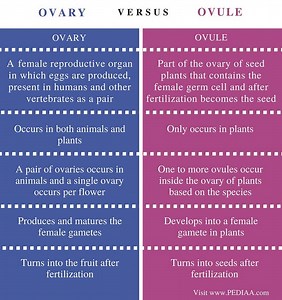 difference between ovary, ovule and ovum in plants