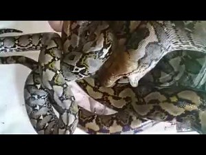 Python Vore - Snake Eats Snake