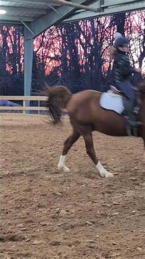 Margot's Pony Club (Lesson w/ Caroline w/ Arrogon @ Cottonwood Farm 1-12-26 😊🐎)