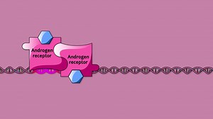 Video: Internal Receptors