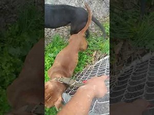 Breeding some dad daughter both sticks 2day