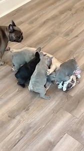 39K views · 1.1K reactions | Mom stopped nursing several weeks ago and doesn’t have any milk left but as soon as we let them all play together the puppies instantly “attack” their mom  @countryclubfrenchies Sorry babies.. there is no more milk… the milk bar is closed. | French Bulldog World | Facebook