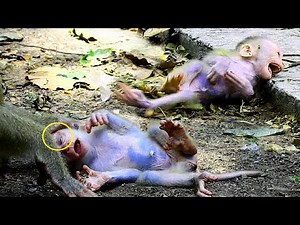 Baby monkey got disciplined for not listening to mother monkey || Lovely baby monkey Lucy