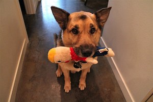 IoT Pet Monitor! @Raspberry_Pi #PiDay #RaspberryPi