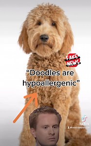 Michigan Doodle Rescue Connect on Reels