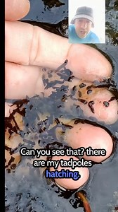 My frogspawn is hatching 🐸 | Get Wild