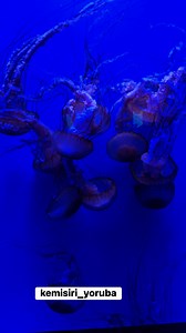 18 reactions | Ever seen a Jellyfish? What is it called in Yoruba?  #aquarium #documentary | Kemisiri Yoruba | Facebook