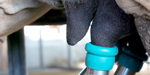 Camel milk can cost $30 a litre. Why is it so expensive?