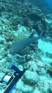 shark🦈 | Prehistory, Nature and Science