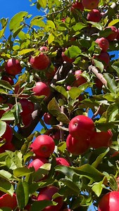 Wonderful gala apple tree !#naturephotography #nature #naturelovers #fruits | Beauty of nature