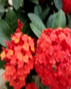 How to Propagating Ixora Flower by leaves rooting more and succeed 100% | Home & Garden