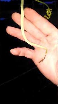 Chinese Python Snake Bean