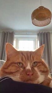 Mori loves a cuddle... 🧡 🐾…but you better not move a muscle! 😾