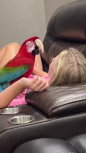 Me and taz having our conversation 😂! #macaw #macawlovers #macawsofttictok #macawlovers💕 #macawmadness #macawparrot #macawsoftiktok #macawsoftiktok