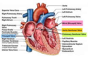 Mitral Valve Prolapse - Causes, Symptoms, Diagnosis, Treatment