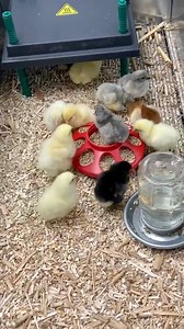 Having the right equipment to care for baby chicks makes it so much easier! From the right incubator to good food and water trays to this brooder box from Stromberg's Chicks and Game Birds we’re so happy with our setup for Hatch Month - we’re also already looking forward to how easy this brooder will be to clean out when the chicks head to their new home with our editor! #chicks #babychickens #backyardpoultry#backyardpoultrymag #babyanimals #homesteadinglife #chickens #raisingchickens #incubatin