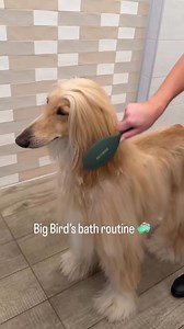 Beautiful . . Credit : bigbirdtheafghan | Afghan Hound Video Gallery