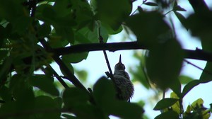 6.8K views · 379 reactions | Lion, an Anna's Hummingbird chick, just fledged and gets his first feeding as a fledgling. He's got two weeks to figure out how to fend for himself. Luckily, Fluff, his mother is a good teacher. | Hummingbirds up close | Facebook