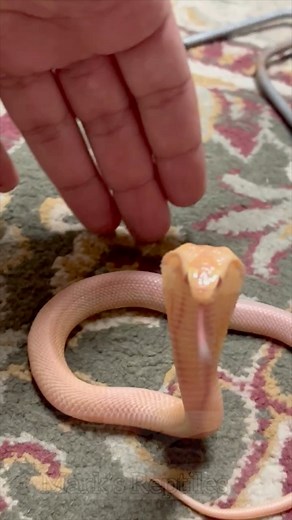 1.4K views · 16 reactions | BABY Cobra vs BIG Cobra! It’s so amazing to see the difference in size from baby to adult! Baby cobras are the cutest though. Right? #babycobra #babysnake #albino #snake #venomous #snakes | Mark’s Reptiles | Facebook